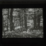 Böhl glass slide 50./1186